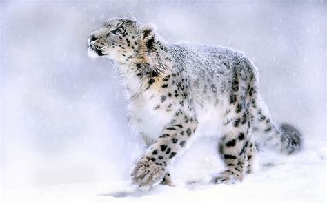 Snow Leopard Backgrounds Wallpaper Animales En Peligro De Extincion