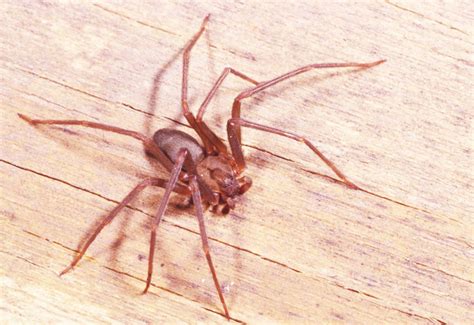 These arachnids became infamous after the gulf war. Fresh Children Of The Earth Spider - cool wallpaper