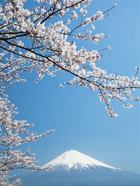Mt Fuji ＆ Cherry Blossoms By Ooyoo