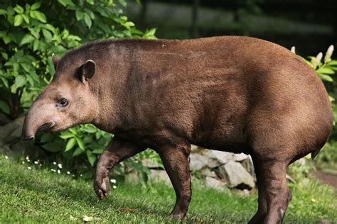 Lowland tapir | Tapir, South america animals, Animals