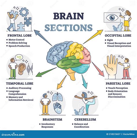 Brain Sections And Organ Part Functions In Labeled Anatomical Outline