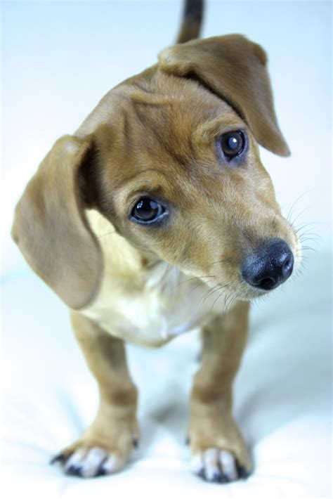 So you can get to know us and our chiweenie puppies. Personality Traits of a Dachshund Chihuahua Mix (Chiweenie ...