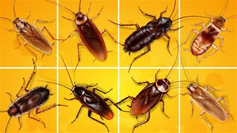 Kaç Tür Hamam Böceği Vardır Antalya Böcek İlaçlama Zirve İlaçlama