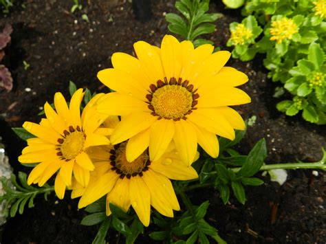 Gazania Yellow 3 Free Stock Photo Public Domain Pictures