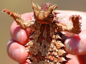 They will go up to 3 what animal can go the longest without drinking water? What a Thorny Devil and Camel Nose Can Teach Us About ...