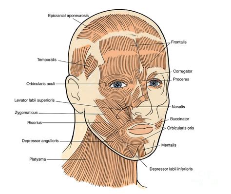 Illustration Of Facial Muscles Photograph By Science Source