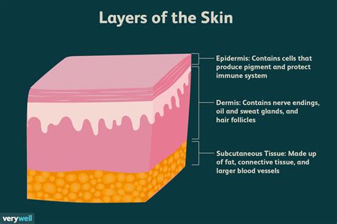 Layers And Functions Of The Skin And Its Network Of Skin Cells