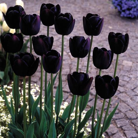 Black Tulip Collection Express Garden Shop