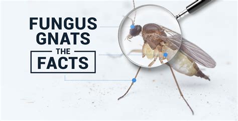 Try these 5 easy solutions for how to get rid of gnats in any room. Important Facts About: Fungus Gnats - CX Horticulture
