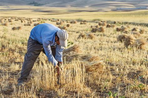 Harvesting Wheat By Hand Still Works Tehran Times