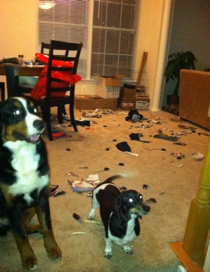 Karl Alzners Dogs Destroyed His House During Triple Ot Loss To Rangers