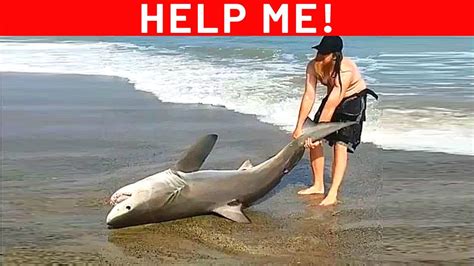 25 Times Animals Asked People For Help Youtube