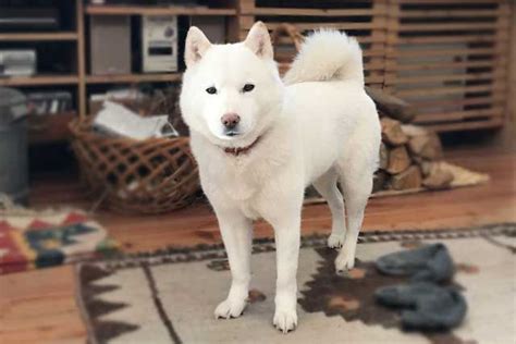 10 Popular Japanese Dog Breeds