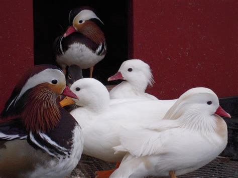 The mandarin duck (aix galericulata) is a close relative of the north american wood duck. Mandarin Duck Eggs: Artificial Versus Natural Incubation ...