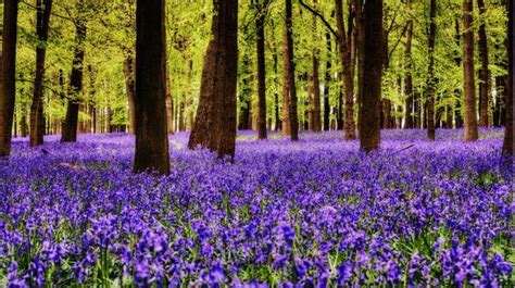 Where To See Dazzling English Bluebells Burst Into Bloom With Images