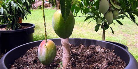 How To Grow Mango Tree Growing Mango In A Containers
