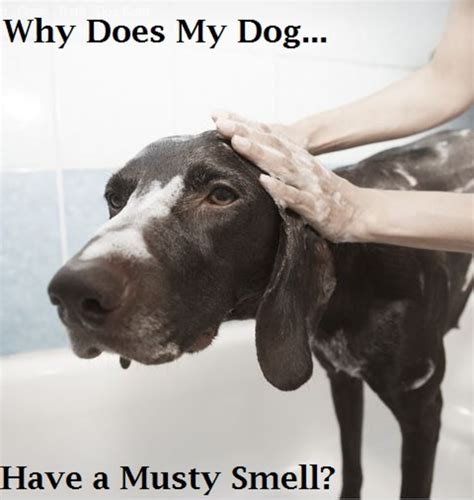 We did not find results for: Ask the Vet: My Dog Has a Musty Smell - Dog Discoveries