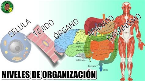 A Que Hace Referencia El Nivel De Organizacion Ecologico Morena Chiapas