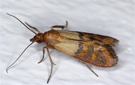 Orkin pest and termite control. Differences Between Wood Roaches And Other Cockroaches ...