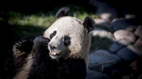 Rare Albino Panda Caught On Camera In China State Media Enca