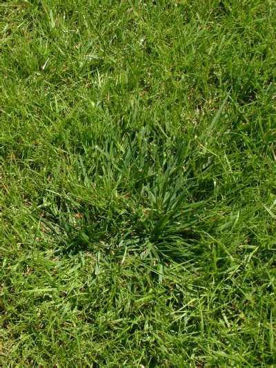 Get Rid Of Weed Grasses In The Lawn