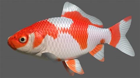 Fish Goldfish Wakin 3d Model