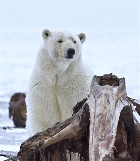 Polar Bear Sow Arctic National Wildlife Refuge Alaska