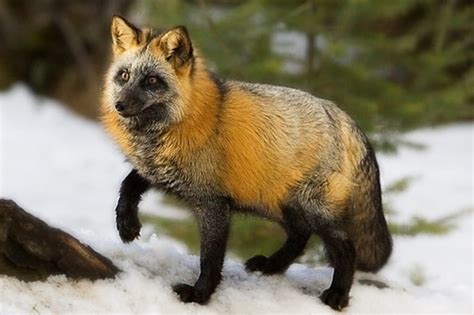 10 Most Beautiful Fox Species In The World Tail And Fur