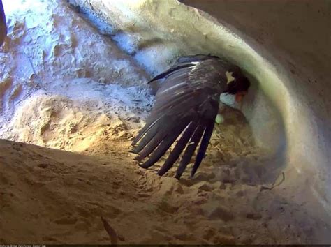 Condor Chick Hatches In Ventura County And Is Captured On Live Broadcast