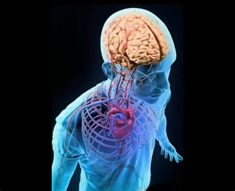 BIOLOGY_3D HUMAN INTERNAL ORGANS SKELETON STRUCTURE