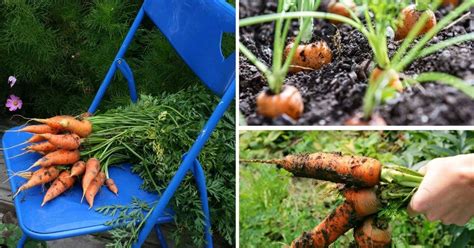 Carrot Growing 101 Plus A Tip From Grandpa Attainable Sustainable