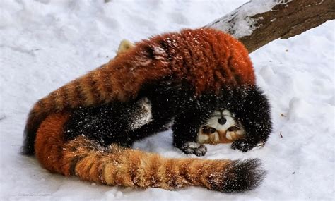 White Wolf Adorable Red Pandas Playing In The Snow