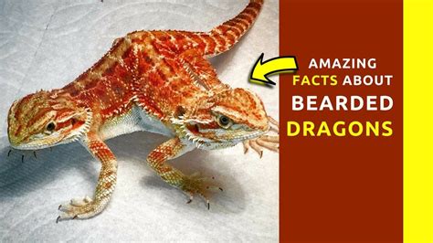 Fun Facts About Bearded Dragons For Kids Amazing Dragon Lizard Food