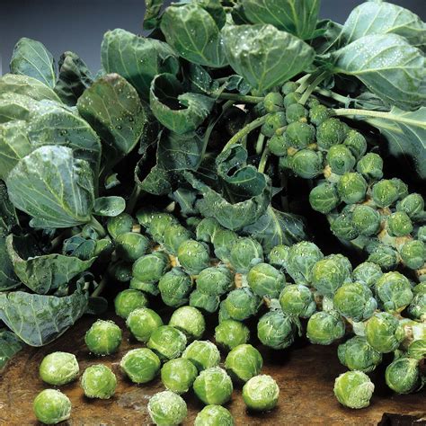 Brussels Sprouts Plant Care Guide ~ Container Growing