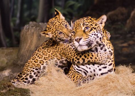 Jaguar Cub And Mom