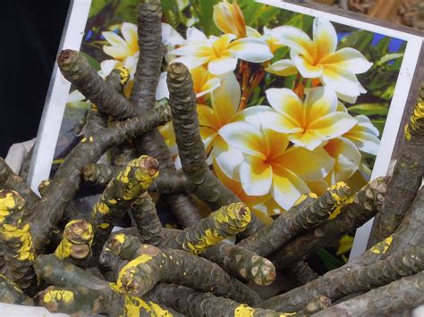 Grow Your Own Flowers For A Hawaiian Lei All You Need Is One Of These