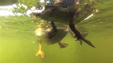 Amazing Ducklings Swimming Underwater View Youtube