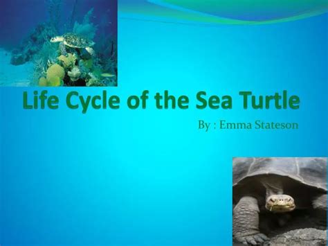 Ppt Life Cycle Of The Sea Turtle Powerpoint Presentation Free