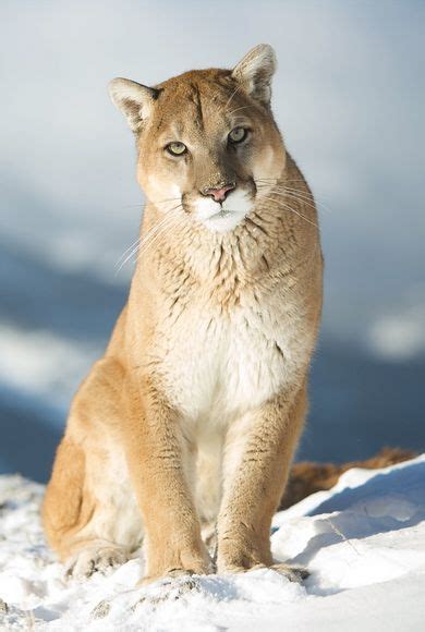 337 Best Images About Cougarsmountain Lionspumasflorida Panther On