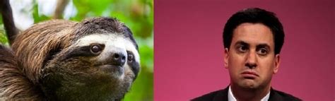 12 Sloths That Look Like Ed Miliband The Poke