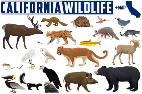 California Wildlife Vector Illustration Set With Map