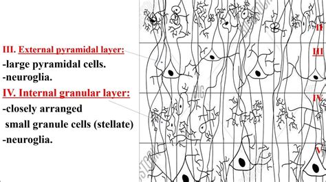 Lecture 33 Histological Structure Of The Cerebral And Cerebellar