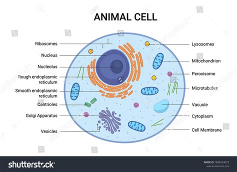 Animal Cell Flagella