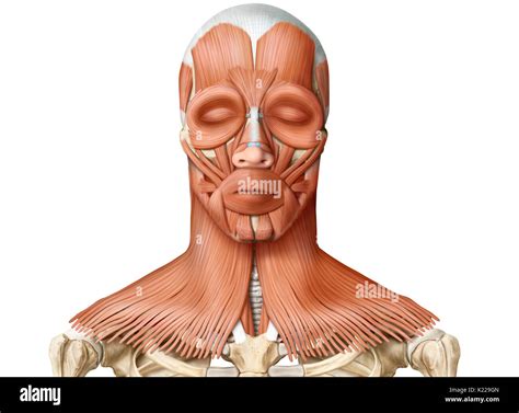Head And Neck Anatomy Hi Res Stock Photography And Images Alamy