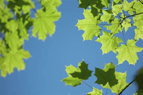 Green Maple Leaves On Blue Sky Columbia Forest Products