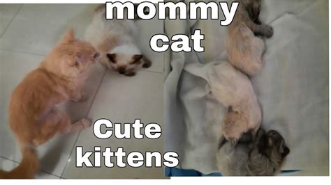 Cute Kittens And Daddy Andmommy Cat Youtube