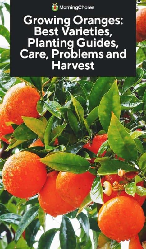 Growing Orange Tree Best Varieties Planting Guides Care Problems