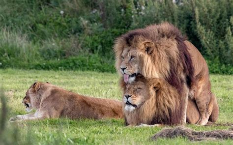 Gay Moment Photographer Captures Intimate Picture Of Two Male Lions At Wildlife Park In Doncaster