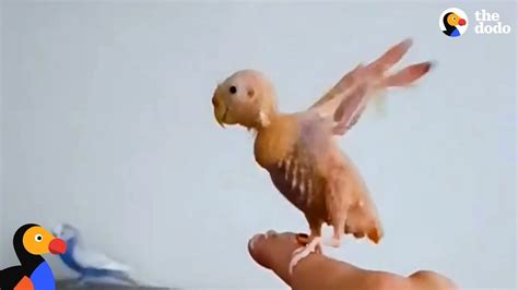 Naked Bird Loves To Fly Around Her Living Room Coco The Dodo Youtube