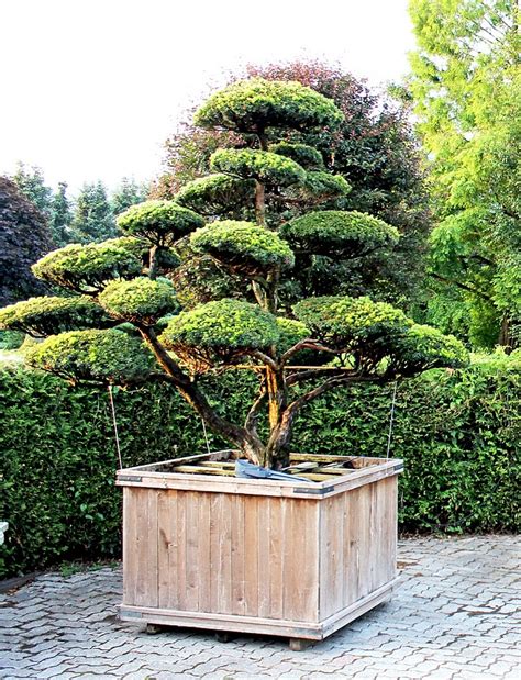 Check spelling or type a new query. Gartenbonsai eibe - Pflanzen für nassen boden